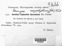 Endophyllum euphorbiae-sylvaticae image